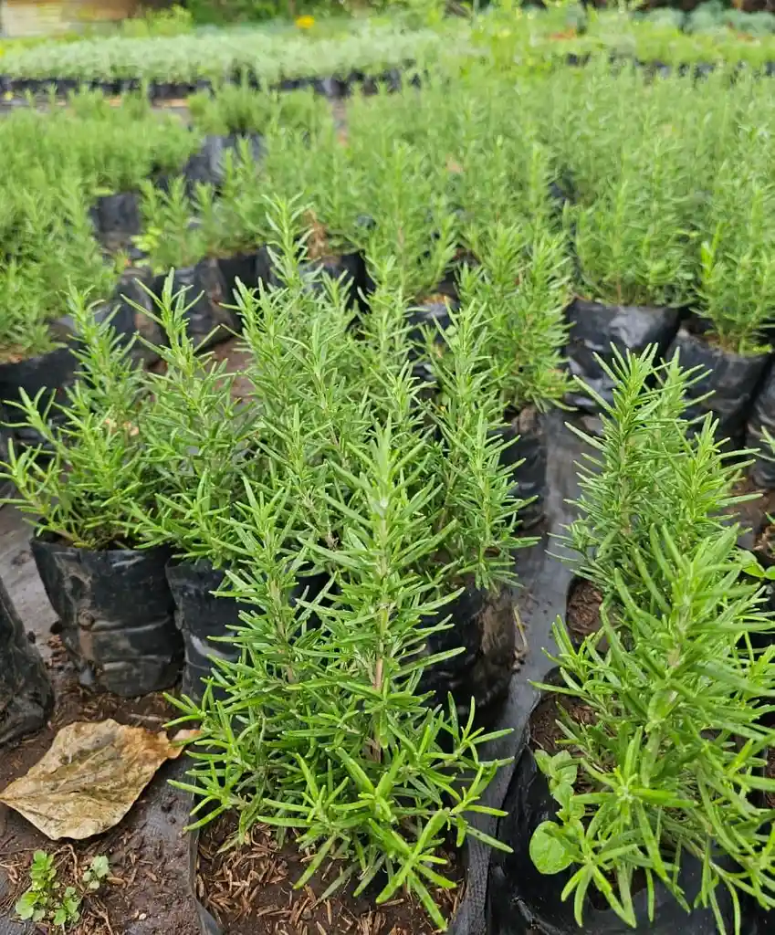 Planta De Romero En Bolosa