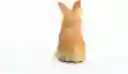 Figura Coleccionable Animales Conejo Cara De León Schleich