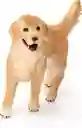 Figura Animales Golden Retriever Pintado A Mano Schleich