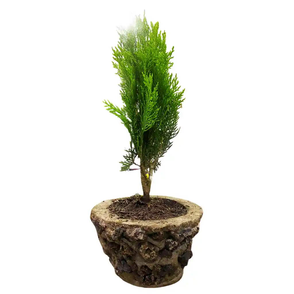 Bonsai Pino Dorado Para Fortaleza Y Longevidad