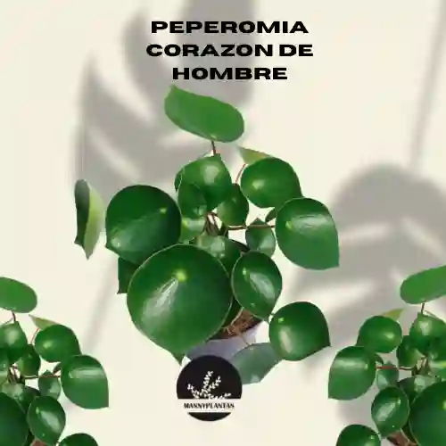 Peperomia Corazón De Hombre
