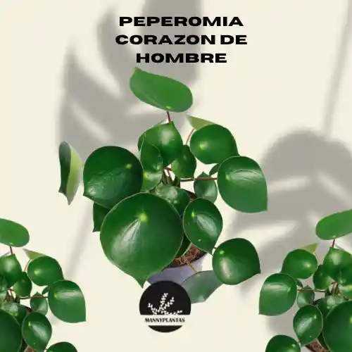Peperomia Corazón De Hombre