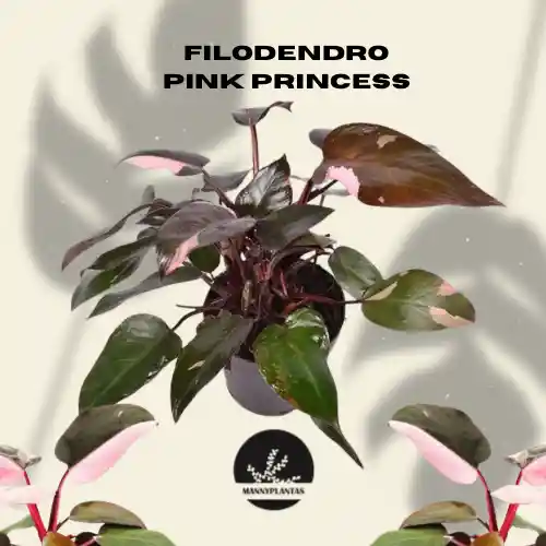 Filodendro Pink Princess