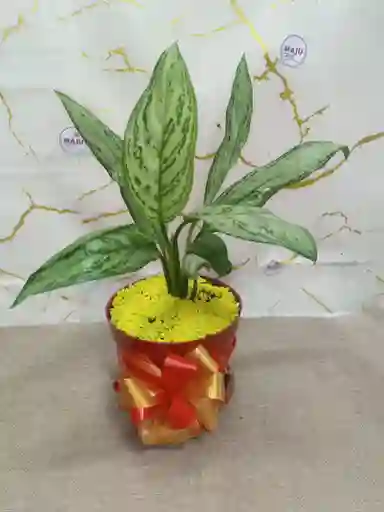 Planta Dolar Para Regalar