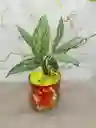 Planta Dolar Para Regalar