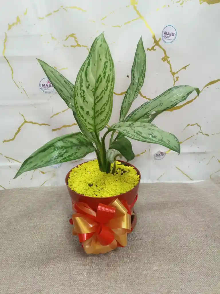 Planta Dolar Para Regalar