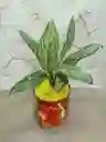 Planta Dolar Para Regalar