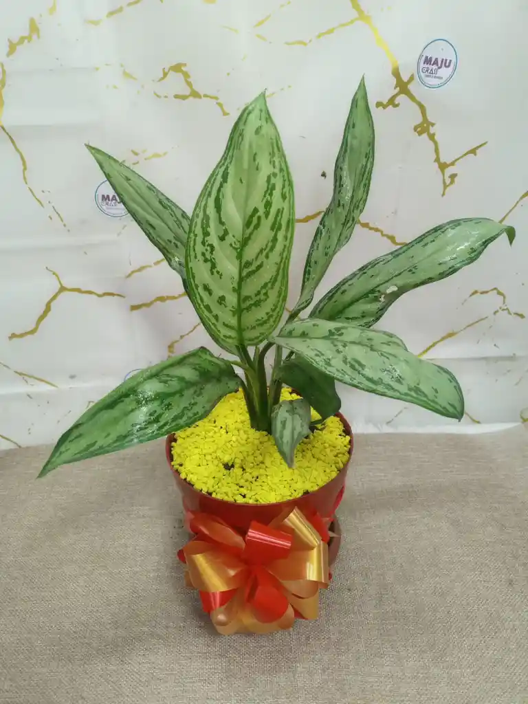 Planta Dolar Para Regalar