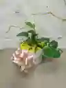 Miami Verde Planta