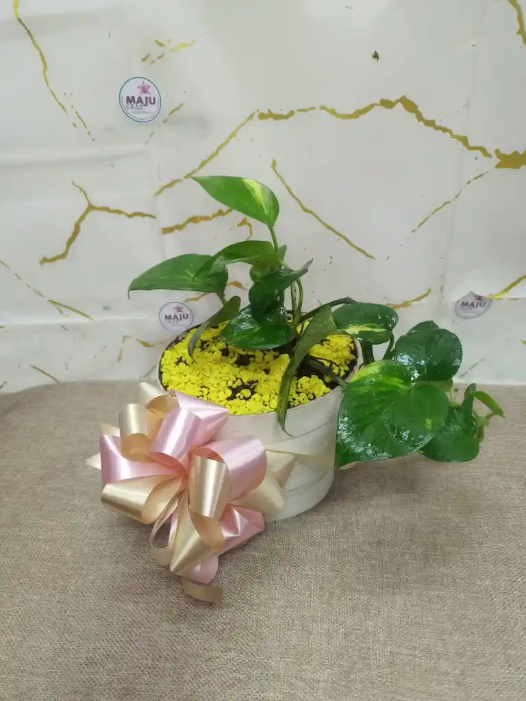 Miami Verde Planta