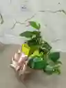 Miami Verde Planta