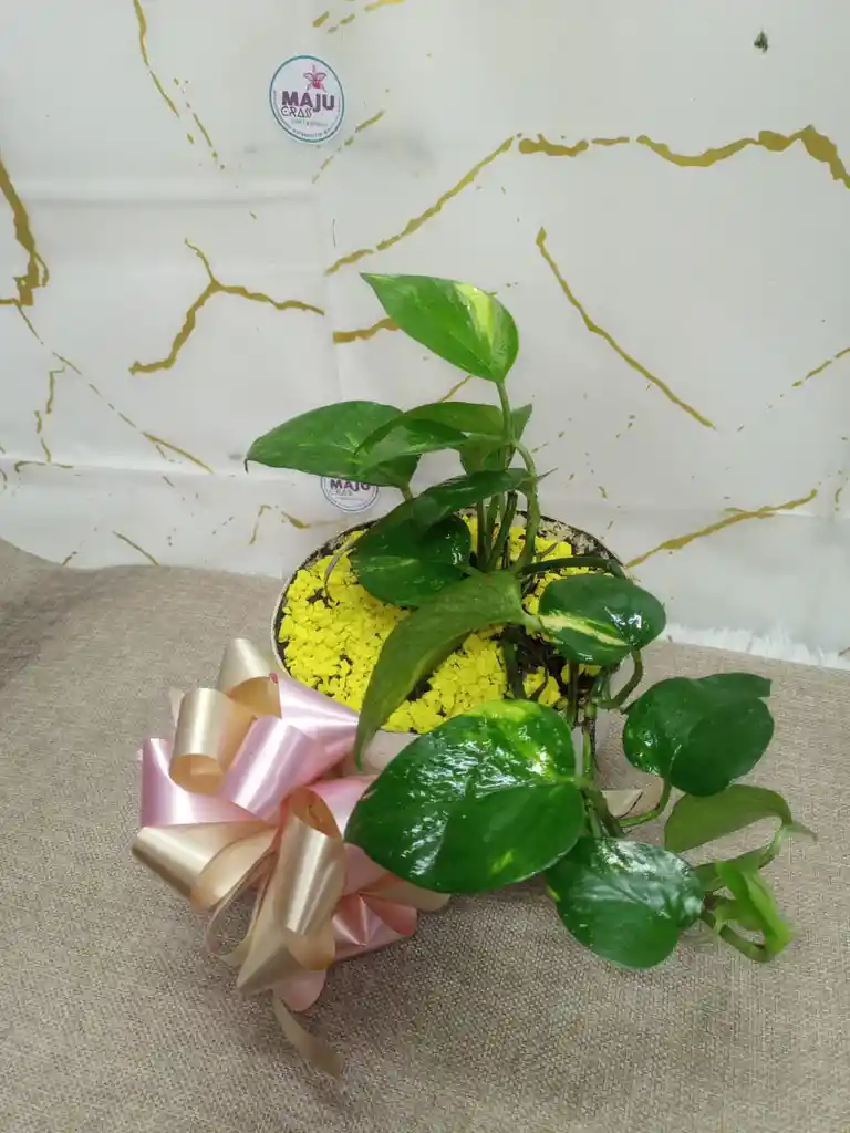 Miami Verde Planta