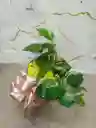 Miami Verde Planta