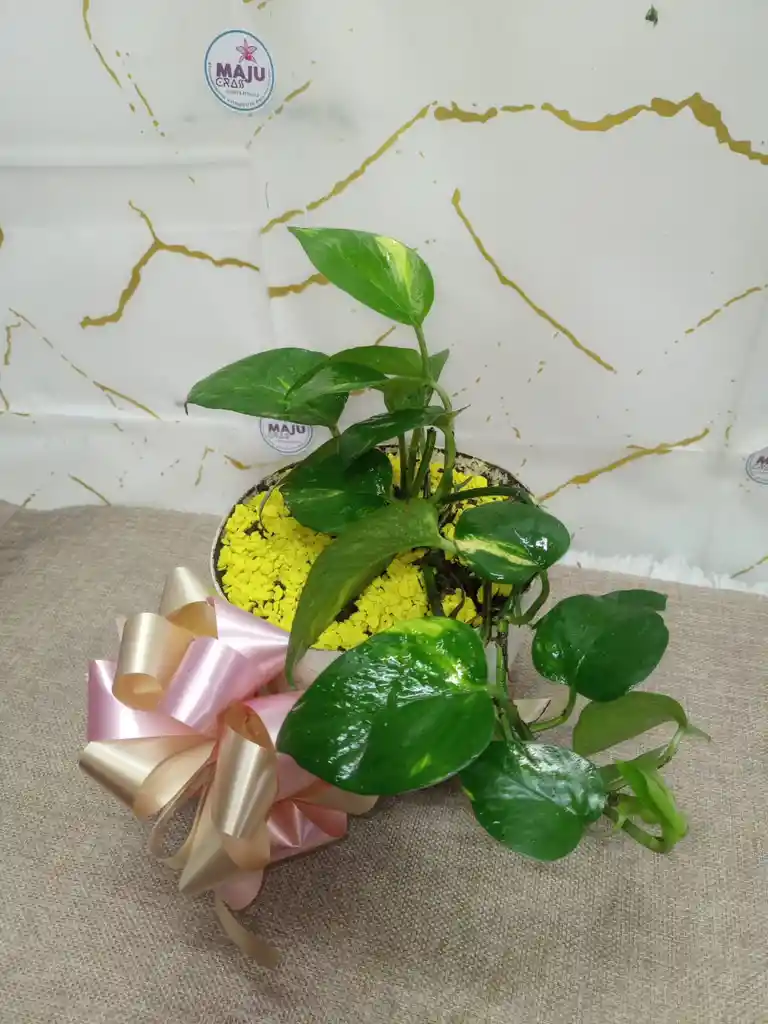 Miami Verde Planta