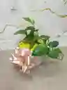 Miami Verde Planta