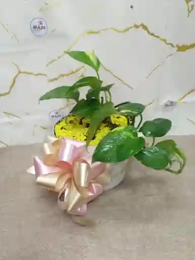 Miami Verde Planta
