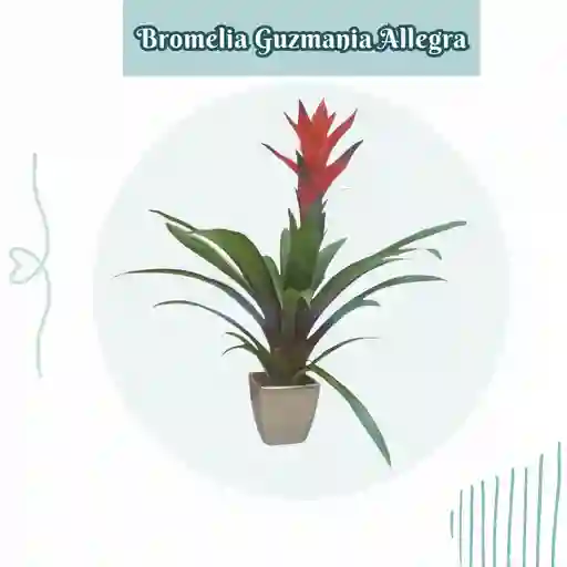 Bromelia Guzmania Allegra