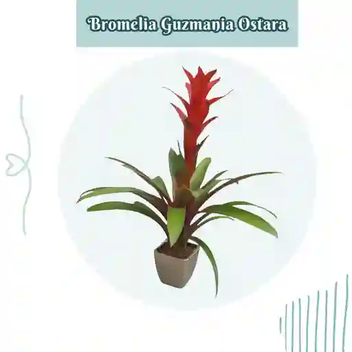 Bromelia Guzmania Ostara