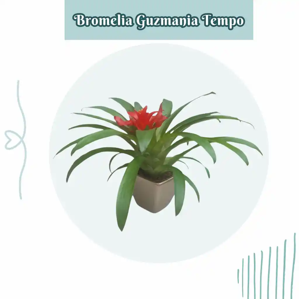 Bromelia Guzmania Tempo