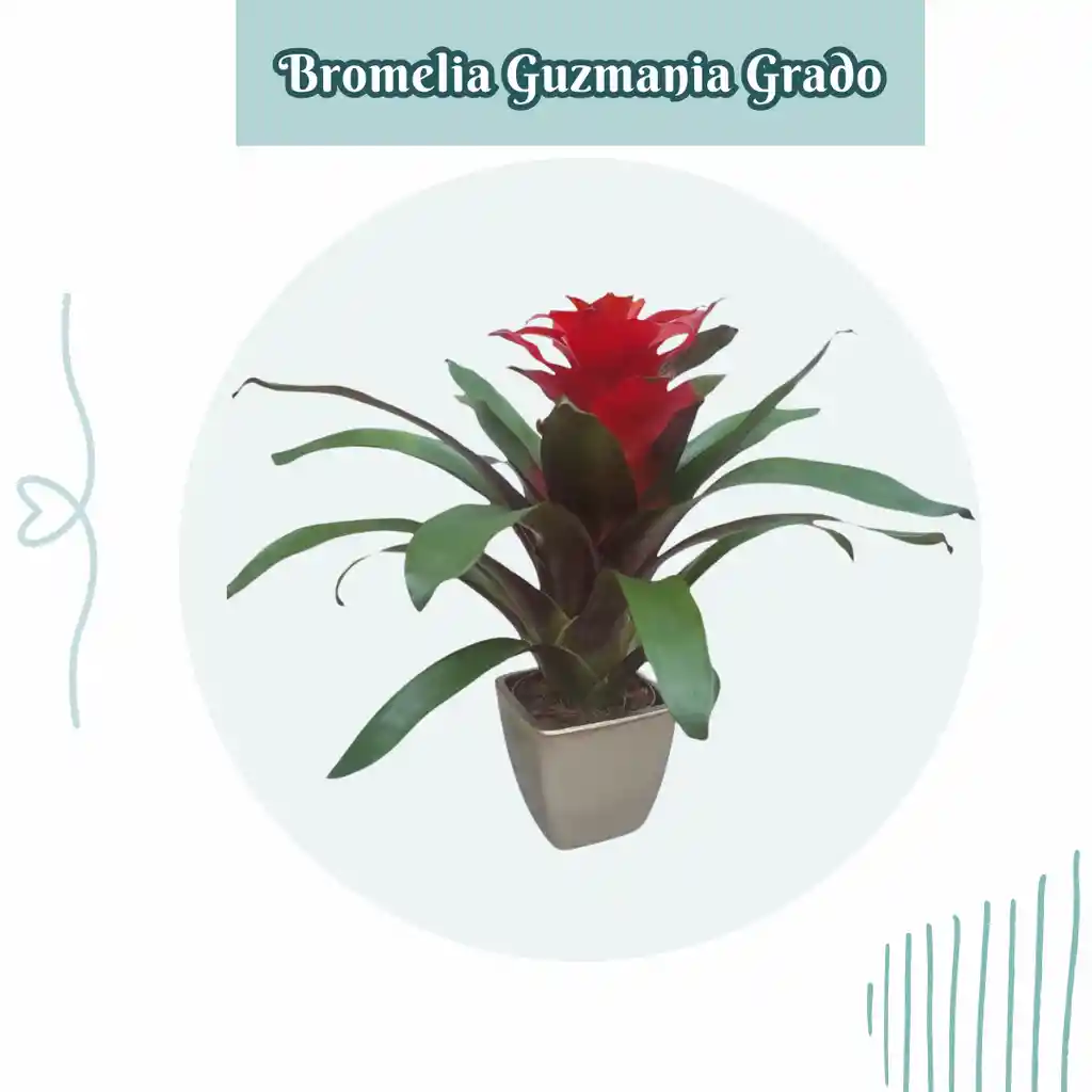 Bromelia Guzmania Grado