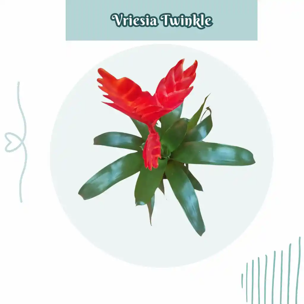 Bromelia Vriesia Twinkle