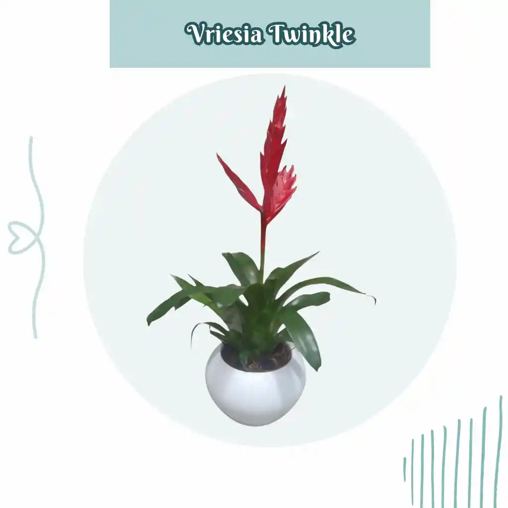 Bromelia Vriesia Twinkle