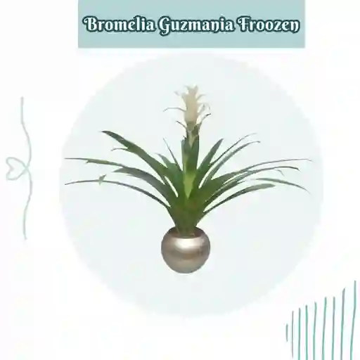 Bromelia Guzmania Froozen