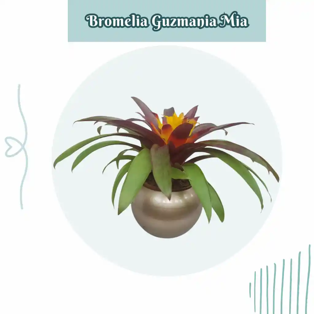 Bromelia Guzmania Mia