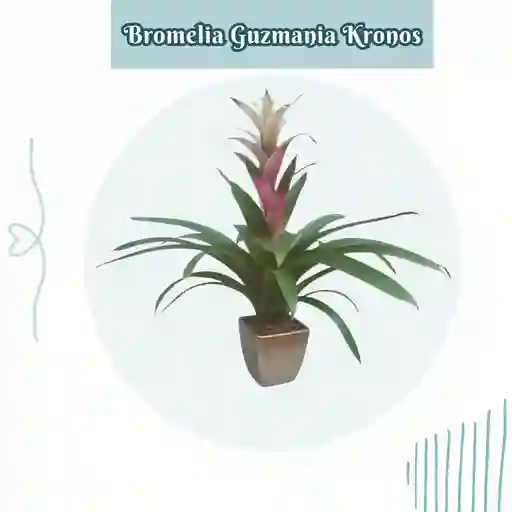 Bromelia Guzmania Kronos