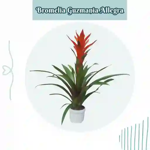 Bromelia (guzmania) Allegra