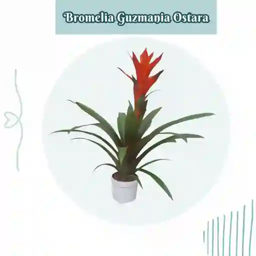 Bromelia (guzmania) Ostara