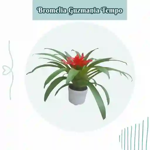 Bromelia (guzmania) Tempo