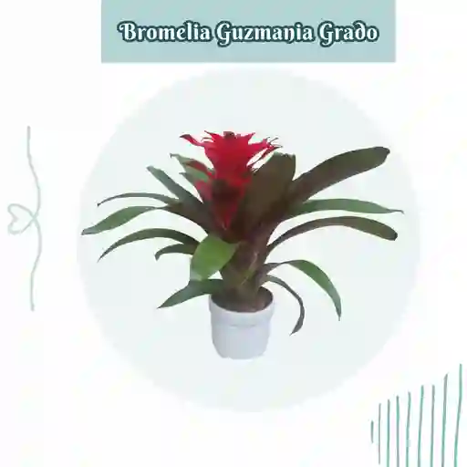 Bromelia (guzmania) Grado