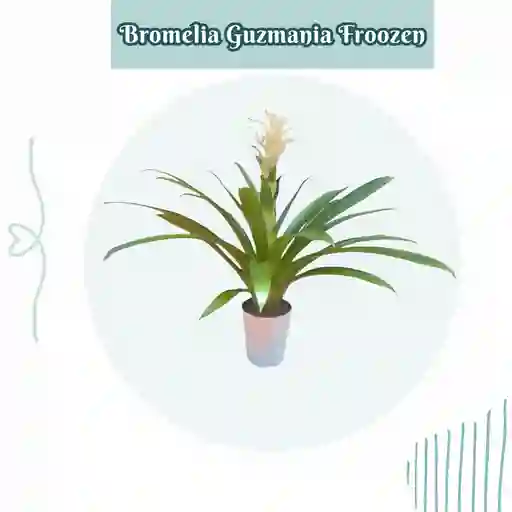 Bromelia (guzmania) Froozen