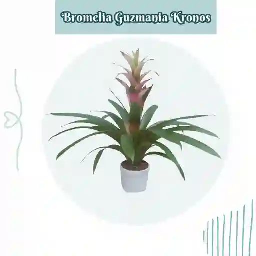 Bromelia (guzmania) Kronos