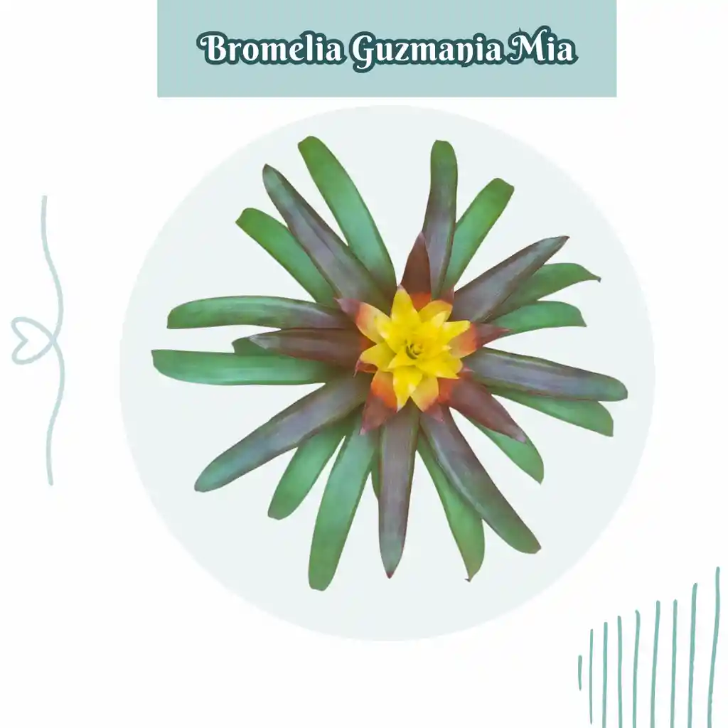 Bromelia Guzmania Mia