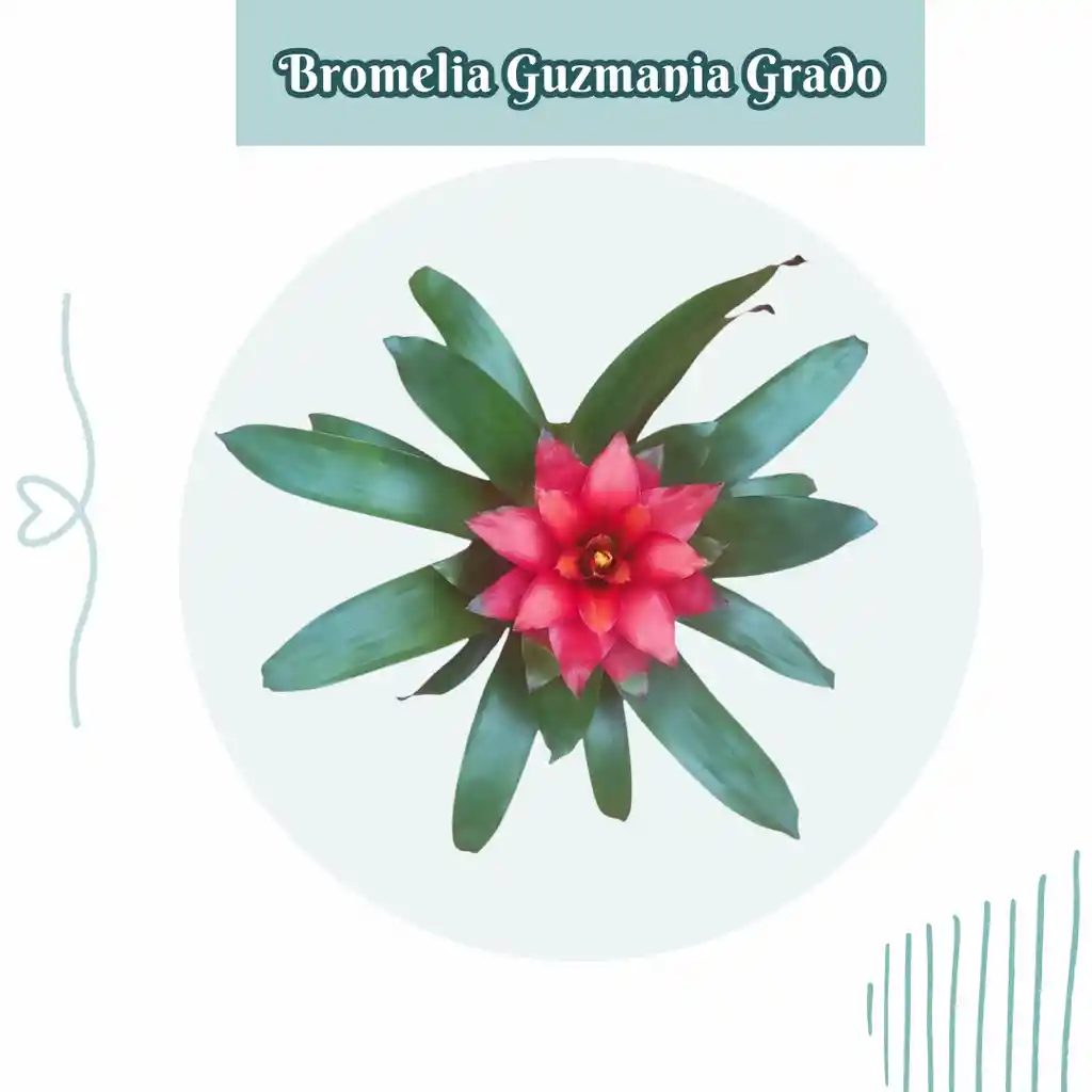 Bromelia Guzmania Grado