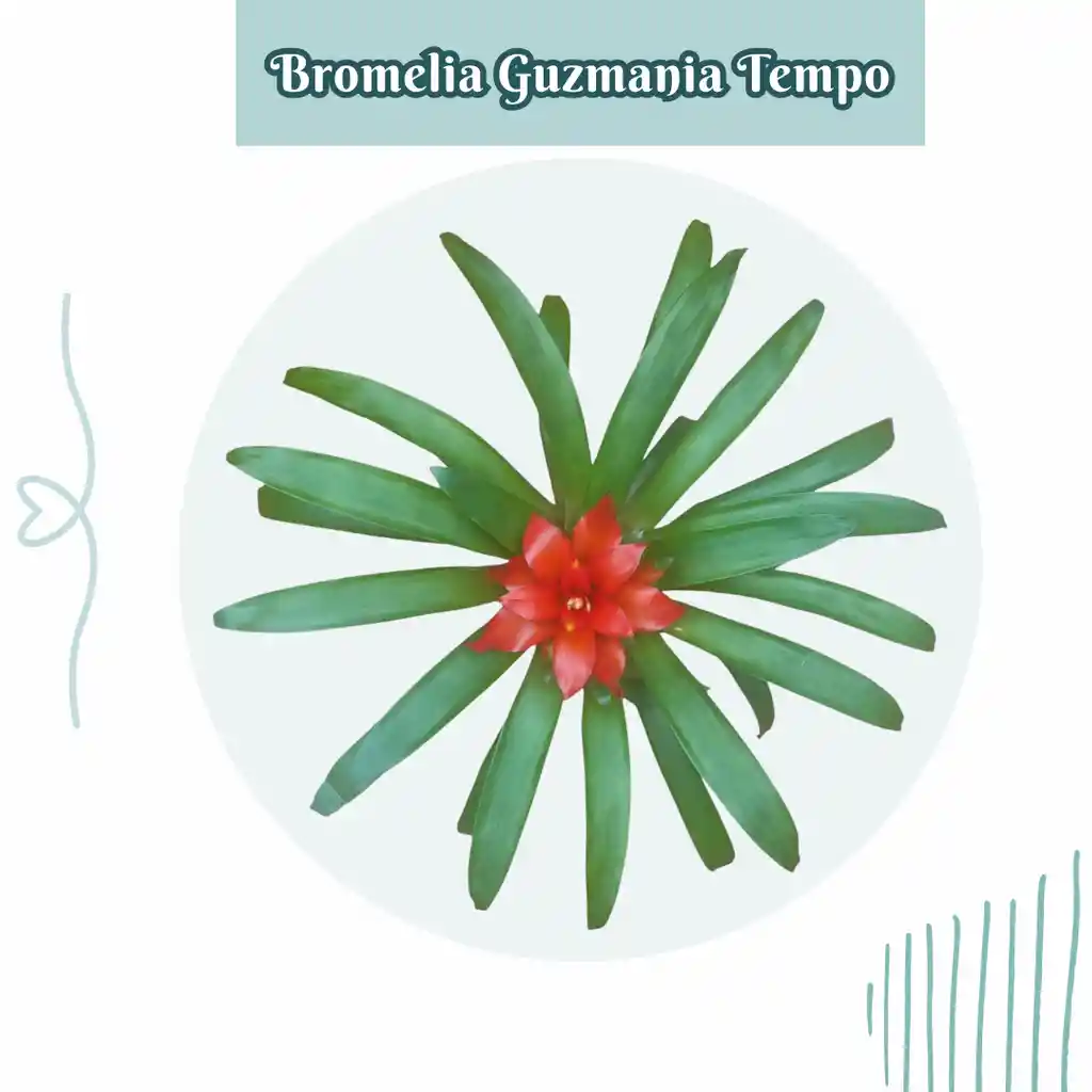 Bromelia Guzmania Tempo