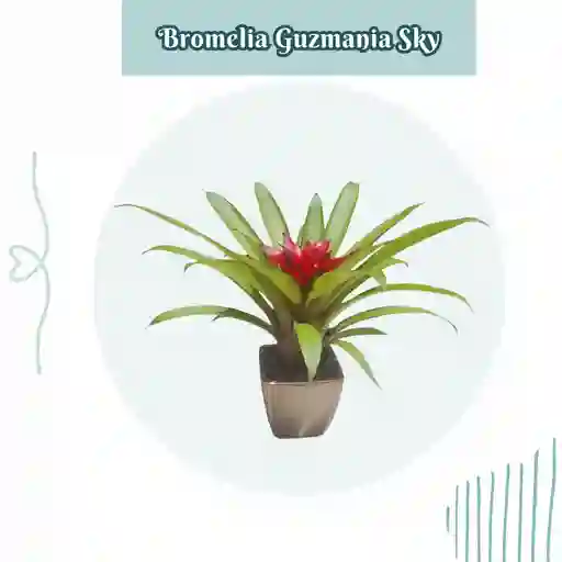 Bromelia Guzmania Sky