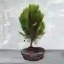 Bonsai Pino Libro