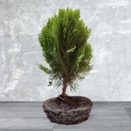 Bonsai Pino Libro