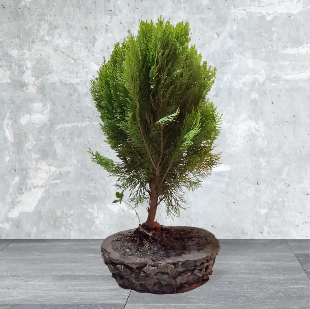 Bonsai Pino Libro