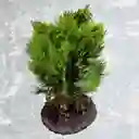 Bonsai Pino Libro