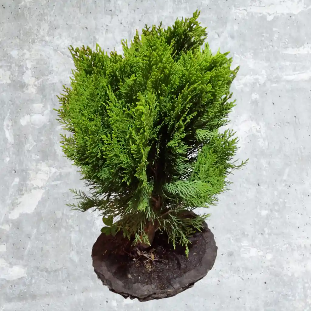 Bonsai Pino Libro