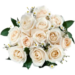 Rosas X12 Blancas