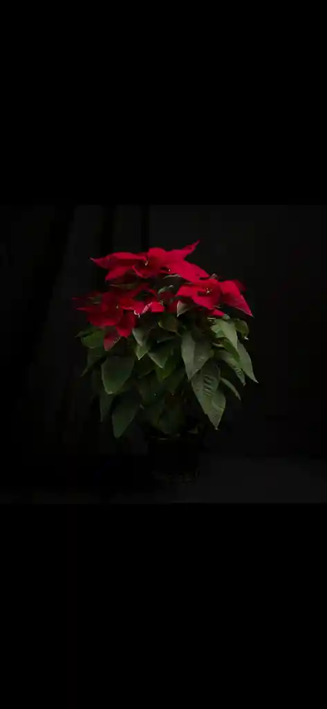 Poinsettia - Flor De Navidad Grande P17