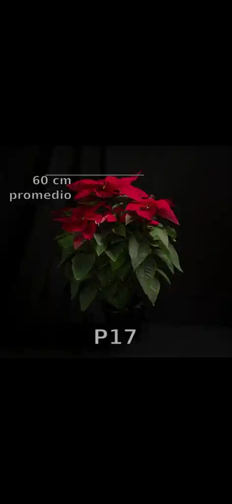 Poinsettia - Flor De Navidad Grande P17