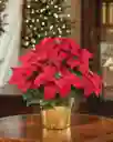 Poinsettia - Flor De Navidad Grande P17