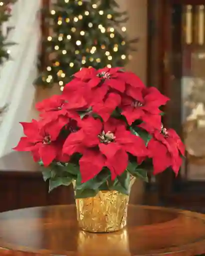 Poinsettia - Flor De Navidad Grande P17