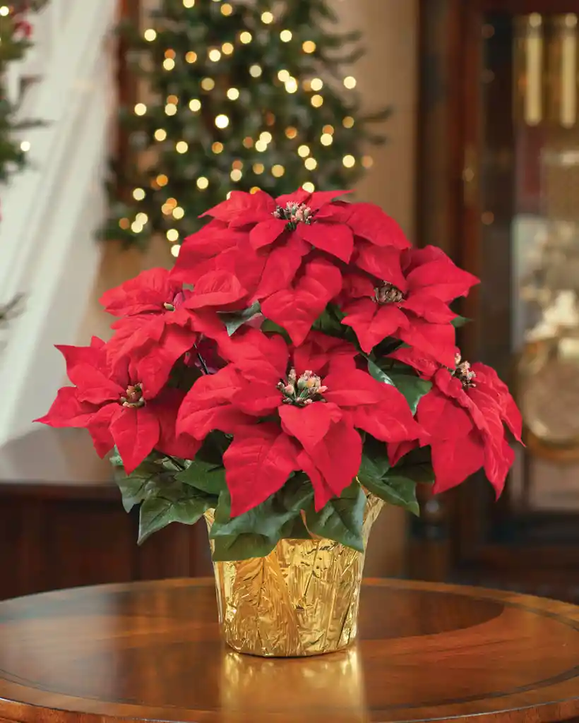 Poinsettia - Flor De Navidad Grande P17